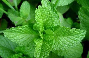 Screw tightens on vapers in USA, Philippines, Indonesia