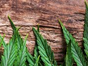 U.S. House Votes To Decriminalize Marijuana Nationwide cannabis on wood