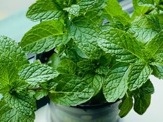 West Hollywood Bans Flavored Tobacco and Menthols mint plant
