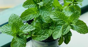 mint plant