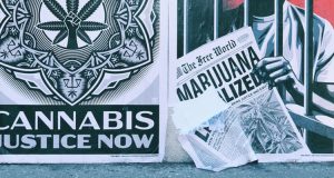 "cannabis justice now"