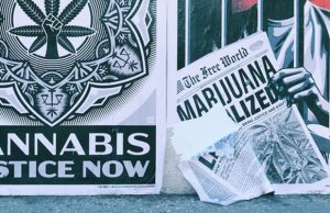 "cannabis justice now"