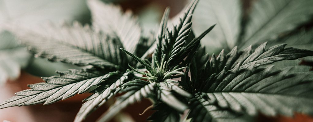 cannabis leaf
