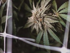 New Jersey Legalizes Marijuana Marijuana plant