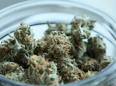 New York Postures Towards Legalizing Marijuana Finally