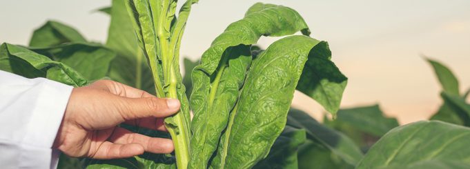 Scientist in a tobacco field