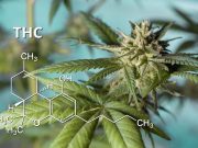 Study: Ozone Breaks Down Thirdhand Cannabis Residue on Surfaces