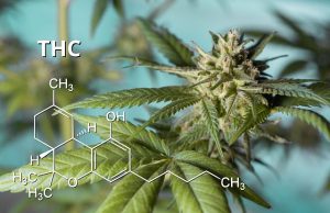 Study: Ozone Breaks Down Thirdhand Cannabis Residue on Surfaces