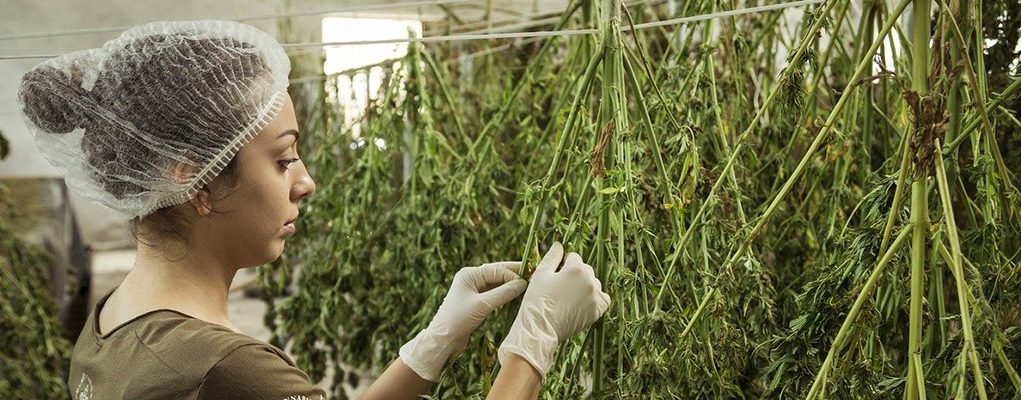 Small Business Loans For Marijuana Businesses