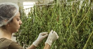 Small Business Loans For Marijuana Businesses