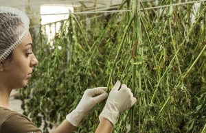 Small Business Loans For Marijuana Businesses