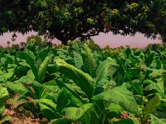 Tobacco field