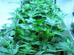 Alabama Governor Signs Medical Marijuana Legislation Into Law marijuana lab