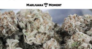 marijuana moment