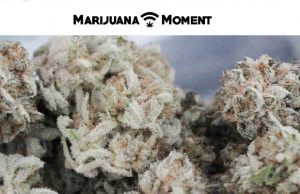 marijuana moment