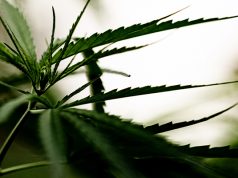 Cannabis marijuana leaf closeup