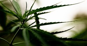 Cannabis marijuana leaf closeup