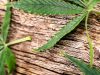 cannabis leafs on wood