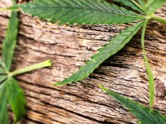cannabis leafs on wood
