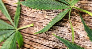 cannabis leafs on wood