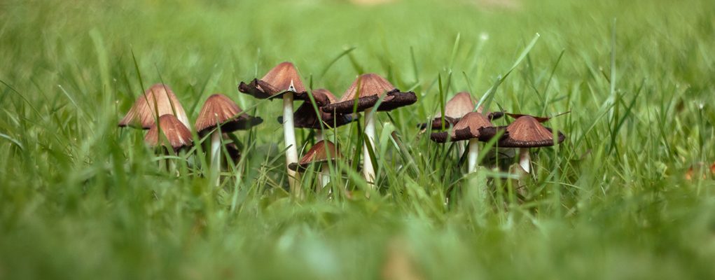 A group of mushrooms on a green blurred background of lawn grass