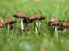 A group of mushrooms on a green blurred background of lawn grass