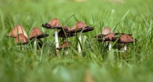 A group of mushrooms on a green blurred background of lawn grass