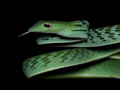 Poison Control: Teens Vaping Fentanyl