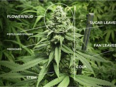 A Look at the Anatomy of a Marijuana Plant Anatomy of a marijuana plant
