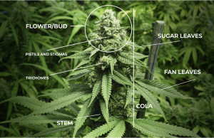A Look at the Anatomy of a Marijuana Plant Anatomy of a marijuana plant