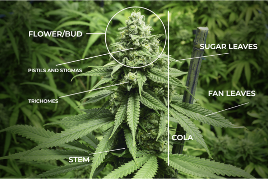 Anatomy of a marijuana plant