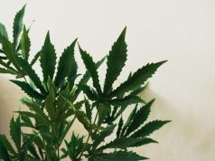 Marijuana Is Still Vaping’s Future