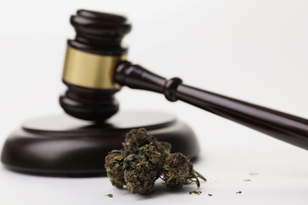 Close-up of cannabis herb buds and gavel as symbol of legalization of marijuana. Legal use of hemp in medicine, smoke for health. Cbd, herb, weed concept
