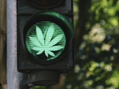Marijuana: Post-Election Support Still Abounds traffic light with cannabis sign - legalize it concept image