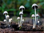 Psychedelics, Vapes and Smart Apps: Smoking Cessation Science Evolves Beyond Traditional NRTs