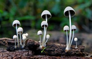 Psychedelics, Vapes and Smart Apps: Smoking Cessation Science Evolves Beyond Traditional NRTs