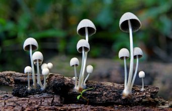 Psychedelics, Vapes and Smart Apps: Smoking Cessation Science Evolves Beyond Traditional NRTs